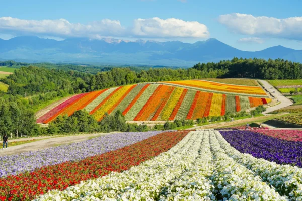 Séjour Hokkaido Intégral — Tour Complet du Grand Nord