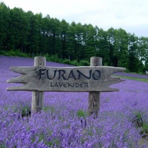 Furano