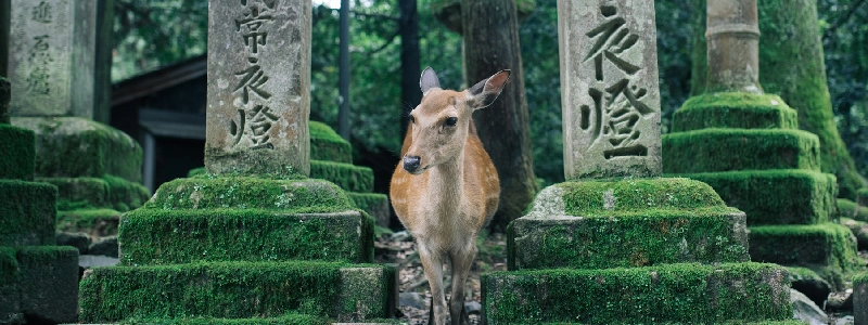Nara